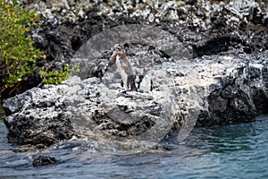 Penguins roost on the coast.Ecuado photo